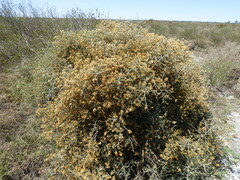 Cyclolepis genistoides