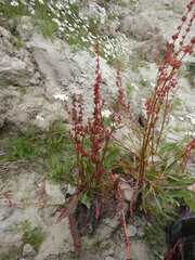 Rumex arcticus