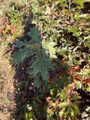 Quercus velutina
