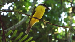 Megarynchus pitangua