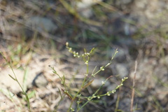 Polygonum tenue