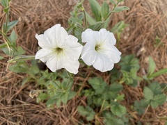 Petunia axillaris