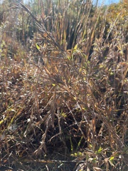 Dichanthelium scoparium