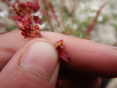 Rumex arcticus