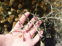 Cyclolepis genistoides