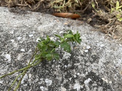 Indigofera spicata