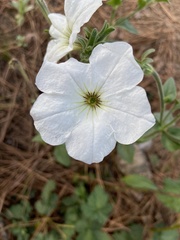Petunia axillaris