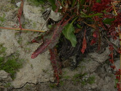 Rumex arcticus