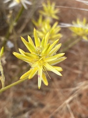 Ptilotus gaudichaudii