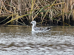 Ichthyaetus ichthyaetus