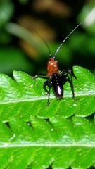 Conocephalus melaenus