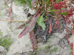 Rumex arcticus