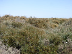Cyclolepis genistoides