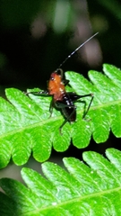 Conocephalus melaenus