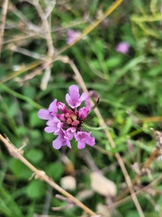 Verbena officinalis
