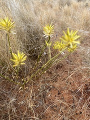 Ptilotus gaudichaudii
