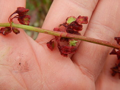Rumex arcticus