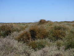 Cyclolepis genistoides