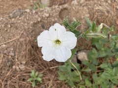 Petunia axillaris