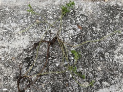 Indigofera spicata