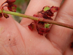 Rumex arcticus