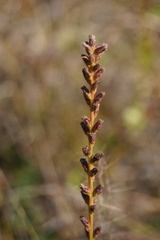 Liatris spicata