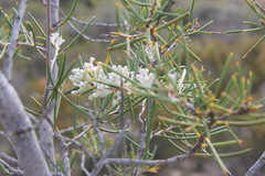 Hakea psilorrhyncha