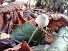 Mycena galopus