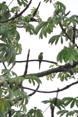 Pyrrhura frontalis