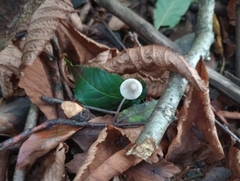 Mycena galopus