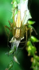 Oxyopes macilentus
