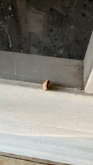 Tortricidia testacea