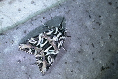 Chandata taiwana