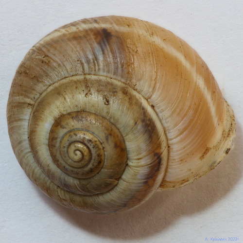 Harmozica ravergiensis
