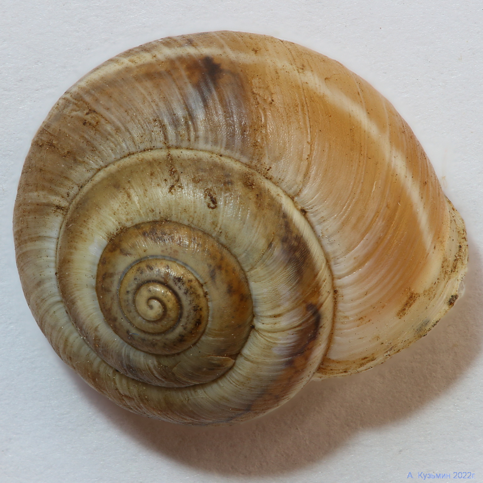 Улитка Зернистая Кавказская (Harmozica ravergiensis)