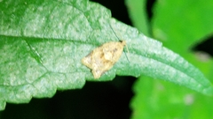 Adoxophyes privatana