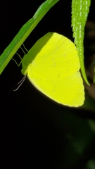 Eurema hecabe