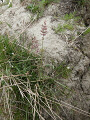 Arctagrostis latifolia