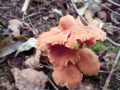 Laccaria laccata
