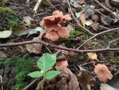 Laccaria laccata