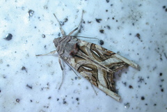 Phlogophora clava