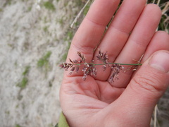 Arctagrostis latifolia
