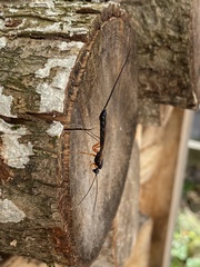 Rhyssella approximator