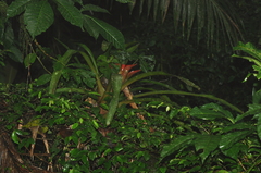 Bromeliaceae