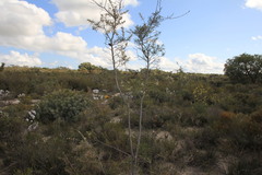 Hakea psilorrhyncha