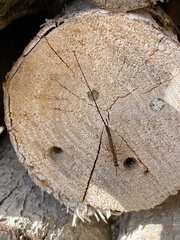 Rhyssella approximator