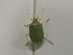 Chlorocoris
