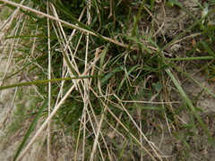 Arctagrostis latifolia