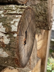 Rhyssella approximator