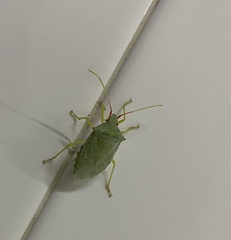Chlorocoris